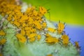 Yellow Aphids Macro Royalty Free Stock Photo