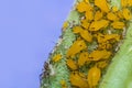 Yellow Aphids Macro Royalty Free Stock Photo