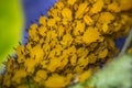 Yellow Aphids Macro Royalty Free Stock Photo