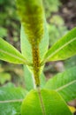 Yellow Aphids Macro Royalty Free Stock Photo