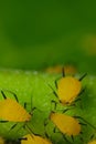 Yellow aphids suck the sap from a leaf. Colony of plant parasites