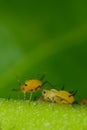 Yellow aphids suck the sap from a leaf. Colony of plant parasites Royalty Free Stock Photo