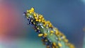 Yellow aphids Royalty Free Stock Photo