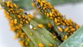 Yellow aphids Royalty Free Stock Photo