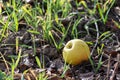 Yellow Aplle on Grass