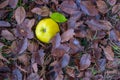 A yellow apple and autumn dry leaves on the earth. Nature background, top view Royalty Free Stock Photo