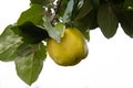 Yellow apple on a branch. Isolated. Ripe yellow apple on a tree branch with green leaves on a white background. Natural eco-friend Royalty Free Stock Photo