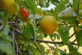 Yellow apple close-up riping on tree. Apple garden. Organic, bio, natural