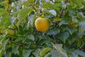 Yellow apple close-up riping on tree. Apple garden. Organic, bio, natural