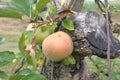 Apple in apple tree