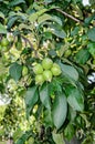 Yellow apple fruits in the tree, apple tree branch. Royalty Free Stock Photo