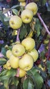 Yellow apple fruits in the tree, apple tree branch. Royalty Free Stock Photo