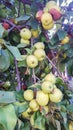 Yellow apple fruits in the tree, apple tree branch.