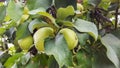 Yellow apple fruits in the tree, apple tree branch. Royalty Free Stock Photo