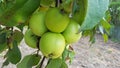 Yellow apple fruits in the tree, apple tree branch. Royalty Free Stock Photo