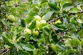 Yellow apple fruits in the tree, apple tree branch. The apple tree Malus domestica, rose family Royalty Free Stock Photo