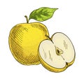 Yellow apple with leaf, half of apple. Full color realistic sketch Royalty Free Stock Photo