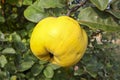 Yellow apple quince