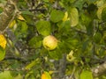 Yellow apple riping on branch in sunlight, selective focus, shallow DOF