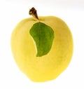 Yellow apple with single green leaf Royalty Free Stock Photo