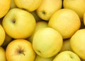 Yellow apples Royalty Free Stock Photo