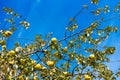 Yellow apples against the blue sky in Shinjuku park, Tokyo, Japan. Isolated on blue background.
