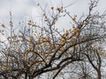 Yellow apples of Antonovka variety on bare branches on an October afternoon against a cloudy sky. Natural phenomenon