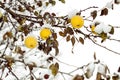 Yellow apples on an apple-tree under snow