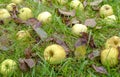 Yellow apples grass close-up