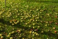 Yellow apples on the grass under apple tree. Autumn background - fallen yellow apples on the green grass ground in Royalty Free Stock Photo