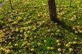 Yellow apples on the grass under apple tree. Autumn background - fallen yellow apples on the green grass ground in Royalty Free Stock Photo