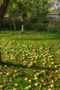 Yellow apples on the grass under apple tree. Autumn background - fallen yellow apples on the green grass ground in Royalty Free Stock Photo