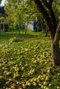 Yellow apples on the grass under apple tree. Autumn background - fallen yellow apples on the green grass ground in garden Royalty Free Stock Photo