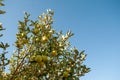 Yellow apples of Jabal Akhdhar, Nizwa, Oman