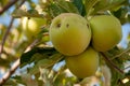 Yellow apples of Jabal Akhdhar, Nizwa, Oman