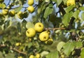 Yellow apples on orchard farm closeup on tree branch Royalty Free Stock Photo