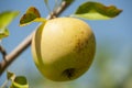 Yellow apples on orchard farm closeup on tree branch