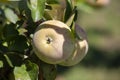 Yellow apples on orchard farm closeup on tree branch