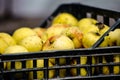 Yellow apples in plastic boxes. apple harvest. apples for food textures. many apples