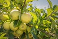 Yellow apples ripen on tree branches in the garden against the blue sky.