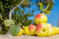 Yellow apples on a wooden table in garden in summer Royalty Free Stock Photo