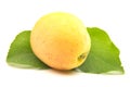 Yellow apricot with apricot leaf on a white background.