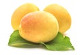 Yellow apricot with apricot leaf on a white background.