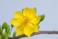 Yellow Apricot blossom closeup ( Hoa mai )