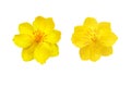 Yellow Apricot blossom closeup isolated on white