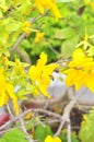 Yellow apricot blossom in the spring