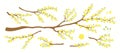 Yellow apricot blossoms, flowers, tree branch set