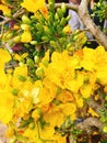 Yellow Apricot flower for Tet holiday in Vietnam