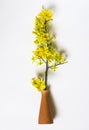 Yellow Apricot Flower in vase on white background, traditional lunar new year in Vietnam.