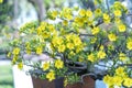 Yellow apricot flowers blooming branches fragrant petals